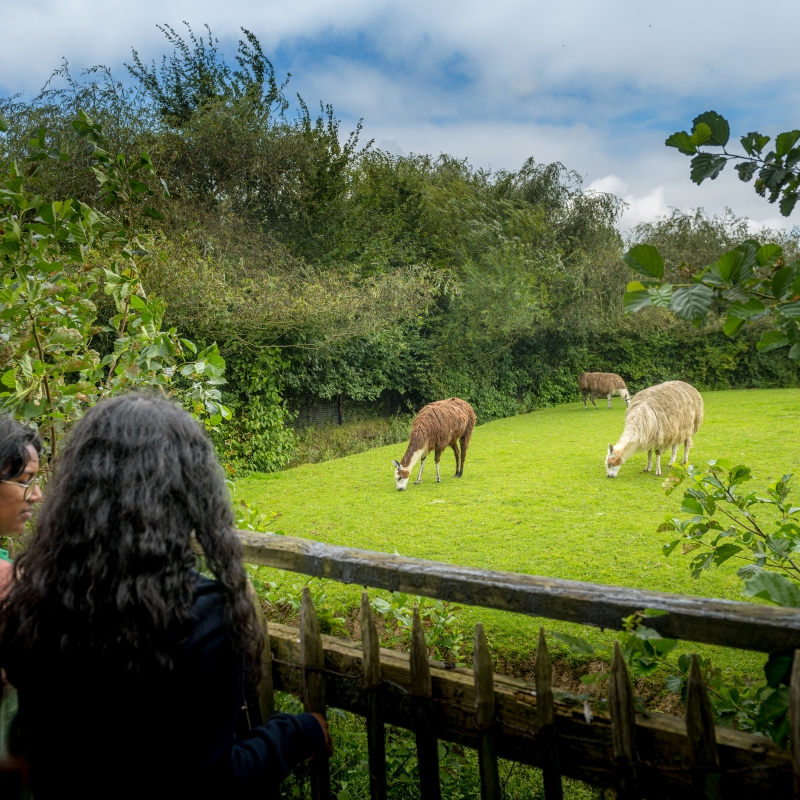 Ontdek alle faciliteiten - De Zonnegloed - Dierenpark - Dieren opvangcentrum - Sanctuary