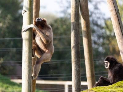 Withandgibbon - De Zonnegloed - Dierenpark - Dieren opvangcentrum - Sanctuary