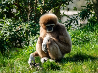 Withandgibbon - De Zonnegloed - Dierenpark - Dieren opvangcentrum - Sanctuary
