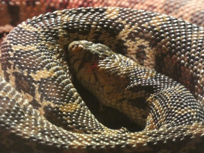Stierslang - De Zonnegloed - Dierenpark - Dieren opvangcentrum - Sanctuary
