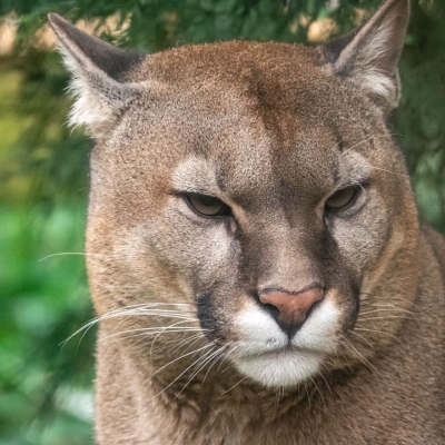 Poema - De Zonnegloed - Dierenpark - Dieren opvangcentrum - Sanctuary