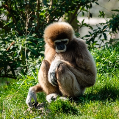 Withandgibbon - De Zonnegloed - Dierenpark - Dieren opvangcentrum - Sanctuary