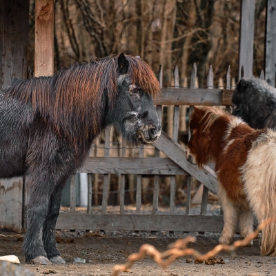 Pony - De Zonnegloed - Dierenpark - Dieren opvangcentrum - Sanctuary