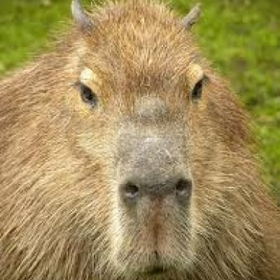 Capibara - De Zonnegloed - Dierenpark - Dieren opvangcentrum - Sanctuary