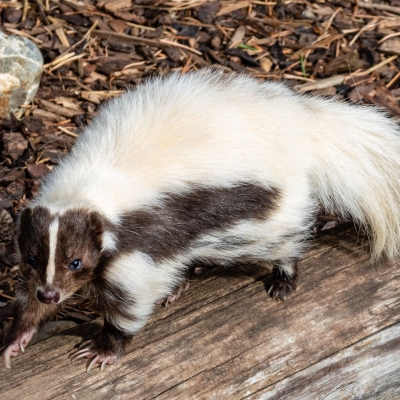 Gestreept stinkdier - De Zonnegloed - Dierenpark - Dieren opvangcentrum - Sanctuary