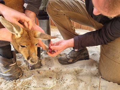 Maart 2025 - Medische handelingen bij De Zonnegloed