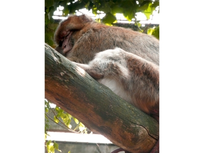 Welkom Quart, Aziza en Capsien: drie nieuwe berberapen bij De Zonnegloed